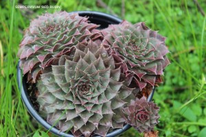 Sempervivum 'Red Rubin'